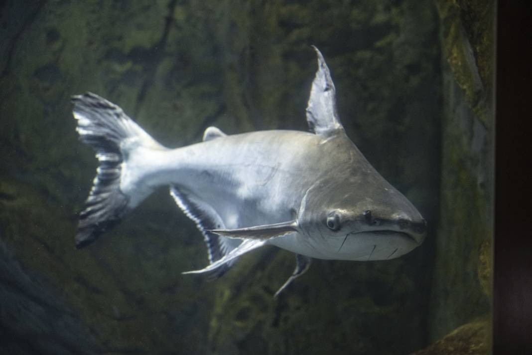 Sanayi dalgıçları vatoz ve köpekbalıklarını elleriyle besliyorlar. Onlar en zor mesleği yapıyor! - Resim: 12